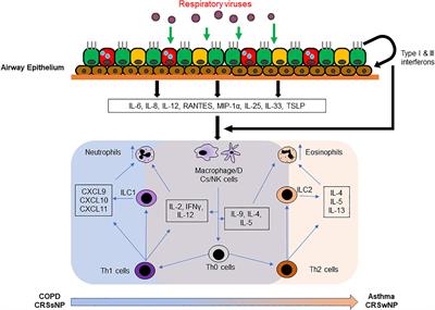 Respiratory Viral Infections in Exacerbation of Chronic Airway Inflammatory Diseases: Novel Mechanisms and Insights From the Upper Airway Epithelium